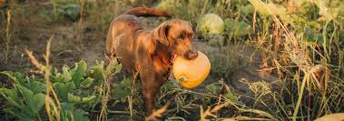 Can Dogs Eat Pumpkin Hill S Pet