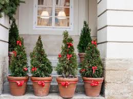 Cold Hardy Patio Plants Container