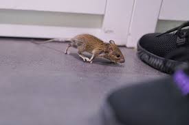 Easy Ways To Keep Rats And Mice Away