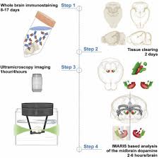 Protocol For Tissue Clearing And 3d