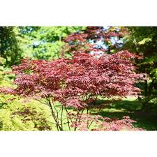 Japanese Red Maple Ornamental Tree