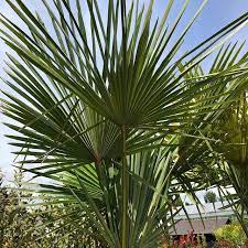 Buy Chamaerops Humilis Dwarf Fan Palm