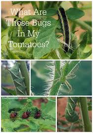 The Bugs In My Tomatoes You Should Grow