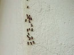 How Do Ants Make Climbing Walls Look So