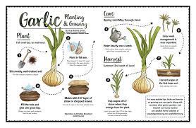 How To Plant And Grow Garlic Quick