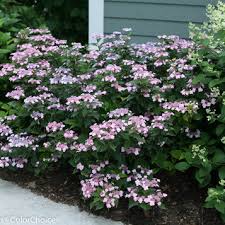 24 Plants For Narrow Tight Spaces