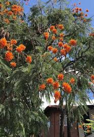 15 Orange Flowering Trees For An