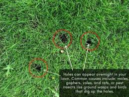 Causes Of Holes In Lawn