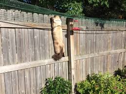 Cat Containment Fence System For