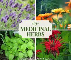 Growing A Medicinal Herb Garden 45