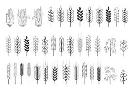 Wheat Logo Grain Spikes And Barley