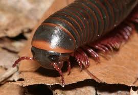 Millipedes Worming Their Way Into