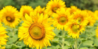 25 Best Sunflower Companion Plants And
