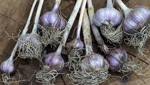 How To Plant And Grow Garlic Gardener