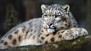 Snow Leopards Background Image