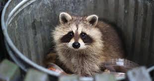 Protect Your Home And Garden From Wildlife
