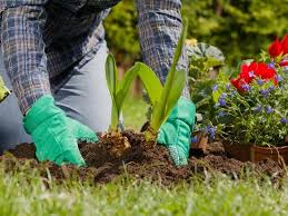 Native Plants For San Francisco Gardens