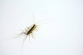 House Centipedes To Kill Or Not To