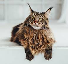 Maine Coon Adoption In Roswell Ga