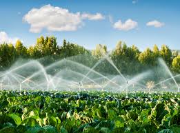 Sustainable Irrigation Could Feed Feed