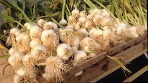 Garlic Kitunguu Saumu Farming In