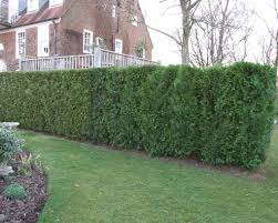 Hedge Als Hedge Mazes