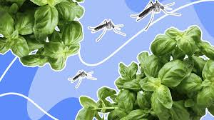 Mosquito Repelling Flowers And Plants