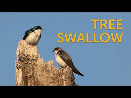 Tree Swallow American Bird Conservancy