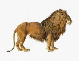 Wild Animal Clipart Lion