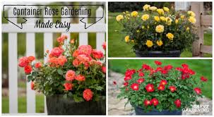 Container Rose Gardening Made Easy
