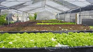 Row Of Fresh Vegetable Salad Garden