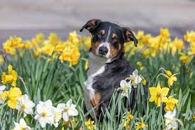 Dog Daffodils Are Poisonous For