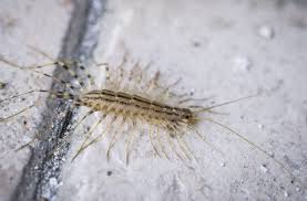 House Centipedes To Kill Or Not To