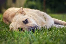 Yucca Schidigera For Dogs For Smelly Stool