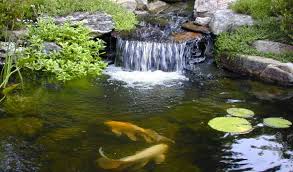 Enhance Your Private Pond Water