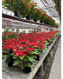 Poinsettia Single Branch In Chicago Il