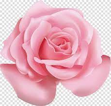 Beach Rose Pink Flower Icon