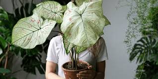 Big Leaf Houseplants Ted Lare