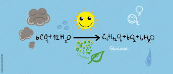 Photosynthesis Reaction Background