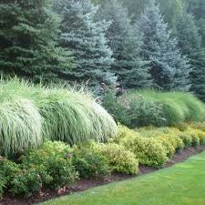 Grasses Landscaping Landscape Design