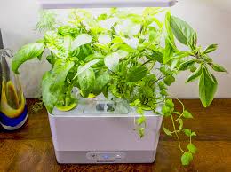 12 Best Indoor Herb Garden Kits Of 2023