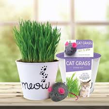 State Bulb Cat Grass Herb Seed Grow Kit