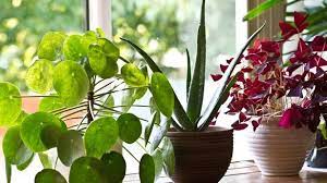 Shares How To Get Rid Of Fungus Gnats