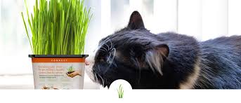 What Is Cat Grass Answers To Common