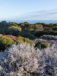 Autumn Gardening Diary Native Plant