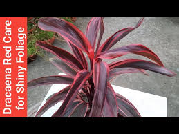 Red Dracaena Plant Care