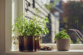 12 Best Indoor Herb Gardens Kitchen