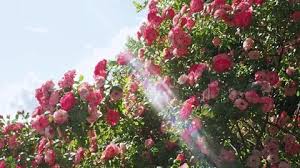 Garden Rose Stock Footage