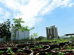 Green Roofs What Are The Policies