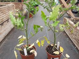 How To Help A Dying Tomato Plant No